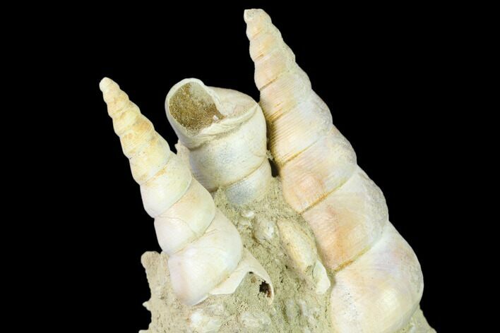 Fossil Gastropod (Haustator) Cluster - Damery, France #136001